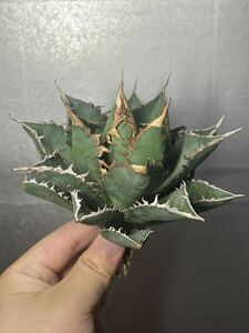 多肉植物　【特選】　アガベ　agave titanota チタノタ『海王』　4