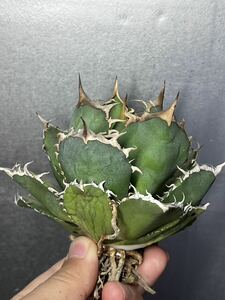 アガベ 多肉植物【 特選】チタノタ親株 ドワーフ ベアルート コレクション株 fo-076agave titanota オテロイ 強鋸歯 1