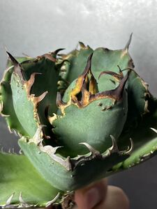 アガベ 【特選】多肉植物 チタノタ 魔鬼爪　強棘 極上美株 植物特性唯一無二　3