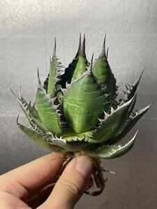  finest quality beautiful stock [ special selection ] agave Hori dachitanota succulent plant a little over . plant special characteristic only ... stock 2