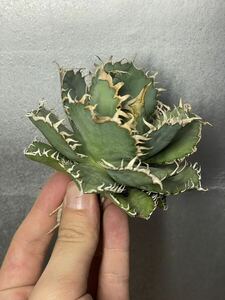  агава суккулентное растение [ специальный отбор ]chitanota. лист . палец fili Gree чуть более . растения особенности только нет 2 1