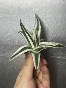  агава суккулентное растение [ специальный отбор ] лед гора суккулентное растение 