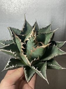 多肉植物　【特選】　アガベ　agave titanota チタノタ『海王』　8
