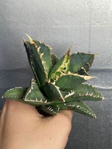 多肉植物　【特選】　アガベ　agave titanota チタノタ『狼人』　2