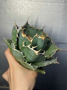 多肉植物　【特選】　アガベ　agave titanota チタノタ『白鯨』　5