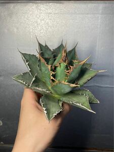 多肉植物　【特選】　アガベ　agave titanota チタノタ『海王』　2