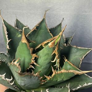 多肉植物 【特選】 アガベ agave titanota チタノタ『海王』 3の画像7