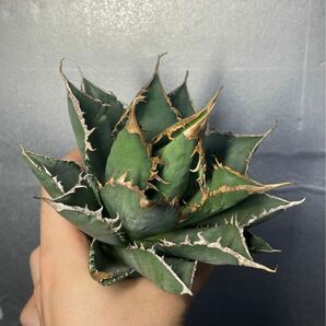 多肉植物 【特選】 アガベ agave titanota チタノタ『海王』 3の画像6