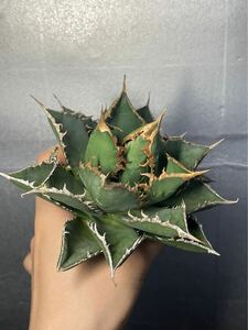 多肉植物　【特選】　アガベ　agave titanota チタノタ『海王』　4