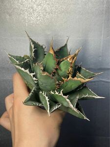 多肉植物　【特選】　アガベ　agave titanota チタノタ『海王』　5