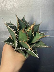 多肉植物　【特選】　アガベ　agave titanota チタノタ『海王』　10