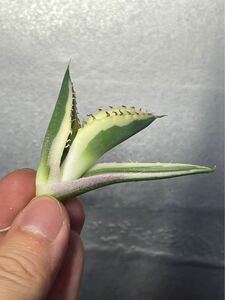 多肉植物　【特選】　アガベ　agave titanota チタノタ『スナグルトゥース』　2