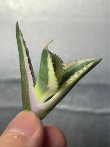 多肉植物　【特選】　アガベ　agave titanota チタノタ『スナグルトゥース』　5