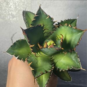 多肉植物 【特選】 アガベ agave titanota チタノタ『レッドキャットウィーズル 』 10の画像5