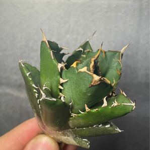 多肉植物 【特選】 アガベ agave titanota チタノタ『鬼爪 陽炎 』 3の画像1