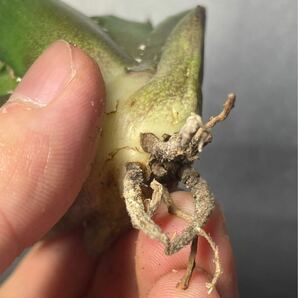 多肉植物 【特選】 アガベ agave titanota チタノタ『鬼爪 陽炎 』 3の画像7