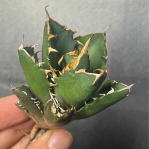 多肉植物 【特選】 アガベ agave titanota チタノタ『鬼爪 陽炎 』 3の画像4