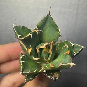 多肉植物 【特選】 アガベ agave titanota チタノタ『鬼爪 陽炎 』 3の画像6