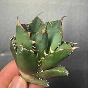 多肉植物 【特選】 アガベ agave titanota チタノタ『鬼爪 陽炎 』 3の画像3