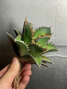 多肉植物　【特選】　アガベ　agave titanota チタノタ『レッドキャットウィーズル 』　1