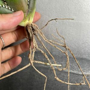 多肉植物 【特選】 アガベ agave titanota チタノタ『レッドキャットウィーズル 』 3の画像6