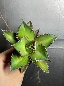 多肉植物　【特選】　アガベ　agave titanota チタノタ『レッドキャットウィーズル 』　10