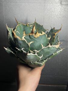 多肉植物　【特選】　アガベ　agave titanota チタノタ『白鯨』　極上状態　1