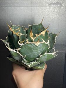 多肉植物　【特選】　アガベ　agave titanota チタノタ『白鯨』　極上状態　2