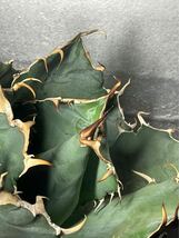 多肉植物　【特選】　アガベ　agave titanota チタノタ『白鯨』　極上状態　3_画像7