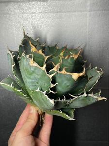 多肉植物　【特選】　アガベ　agave titanota チタノタ『白鯨』　極上状態　5