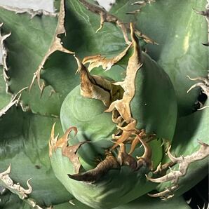 多肉植物 【特選】 アガベ agave titanota チタノタ『海王』 極上状態 2の画像7