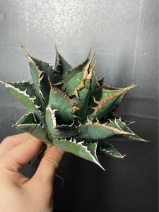 多肉植物　【特選】　アガベ　agave titanota チタノタ『海王』　極上状態　4