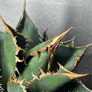 多肉植物 【特選】 アガベ agave titanota チタノタ『海王』 極上状態 8の画像7