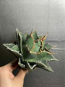 多肉植物　【特選】　アガベ　agave titanota チタノタ『海王』　極上状態　10