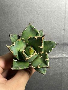 多肉植物　【特選】　アガベ　agave titanota チタノタ『鬼爪 雪峰 』　陽炎 強棘 極上美株 激レア1