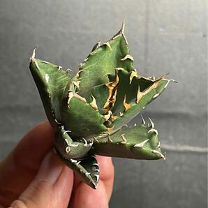 多肉植物 【特選】 アガベ agave titanota チタノタ『鬼爪 雪峰 』 陽炎 強棘 極上美株 激レア5の画像2