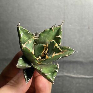 多肉植物 【特選】 アガベ agave titanota チタノタ『鬼爪 雪峰 』 陽炎 強棘 極上美株 激レア5の画像1