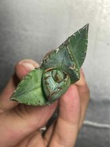 多肉植物　【特選】　アガベ　agave titanota チタノタ『魔丸』　5_画像2