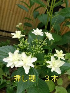 アジサイ　隅田の花火　挿し穂３本