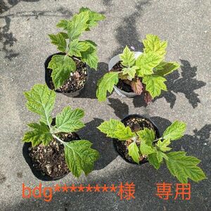 柏葉アジサイ　抜き苗　1株