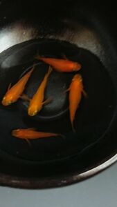 紅帝 半ダルマ メダカの有精卵 20個＋α