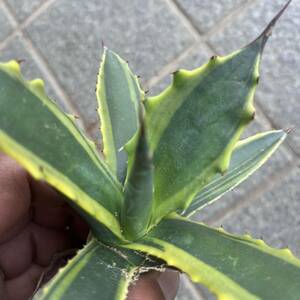 ⑧ Agave salmiana var.ferox 'variegata' アガベ　サルミアナ　フェロックス　フェロックス錦　覆輪　ドライガーデン　ロックガーデン