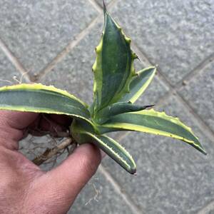 ⑨ Agave salmiana var.ferox 'variegata' アガベ　サルミアナ　フェロックス　フェロックス錦　覆輪　ドライガーデン　ロックガーデン
