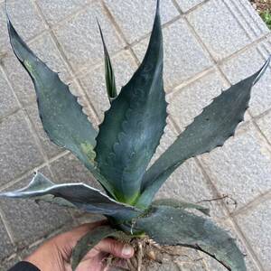 大株　Agave atrovirens var.sigmatophylla アガベ　アトロビレンス　シグマトフィラ　ロックガーデン