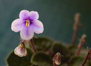 セントポーリア☆ S.ベルティナ　ライト 原種　S.Velutina Lite　花がベルティナとは違う花