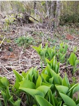 岩手県産天然うるい　500グラム!_画像3