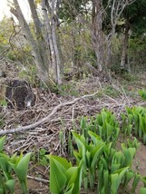 岩手県産天然うるい　500グラム!_画像4