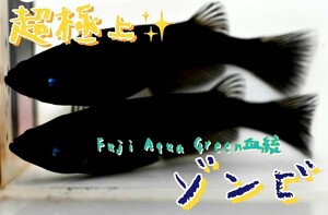 【めだか王国】 Fuji Aqua Green血統　ゾンビ　超極上　有精卵10＋a(補償分) (サンシャイン、ハイビスカス、ネプチューン)