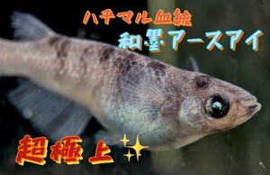 【めだか王国】ハチマル血統　和墨アースアイ　超極上　有精卵10＋a(補償分) (サンシャイン、ハイビスカス、フロマージュ)