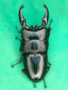 トラキクスヒラタF4幼虫5頭セット　親虫大型
